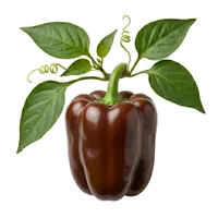 Poivron Chocolat