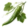Corne de Bœuf