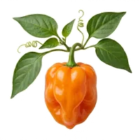 Habanero