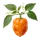 Habanero