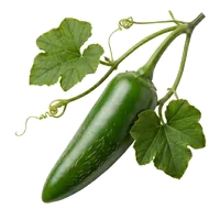 Jalapeño