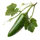 Jalapeño