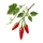 Piment Oiseau (Bird's Eye)