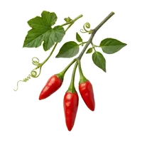 Piment Oiseau (Bird's Eye)