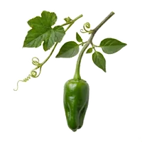 Piment de Padrón