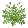 Pimprenelle