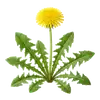 Pissenlit Cultivé