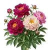 Pivoine
