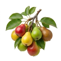 Poire