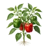 Poivron Doux