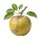 Belle de Boskoop