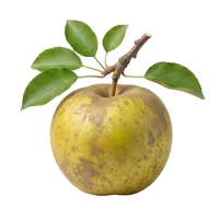 Belle de Boskoop