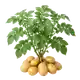 Pomme de Terre Bintje