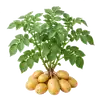 Pomme de Terre Bintje