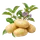 Bintje