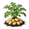 Pomme de Terre Charlotte