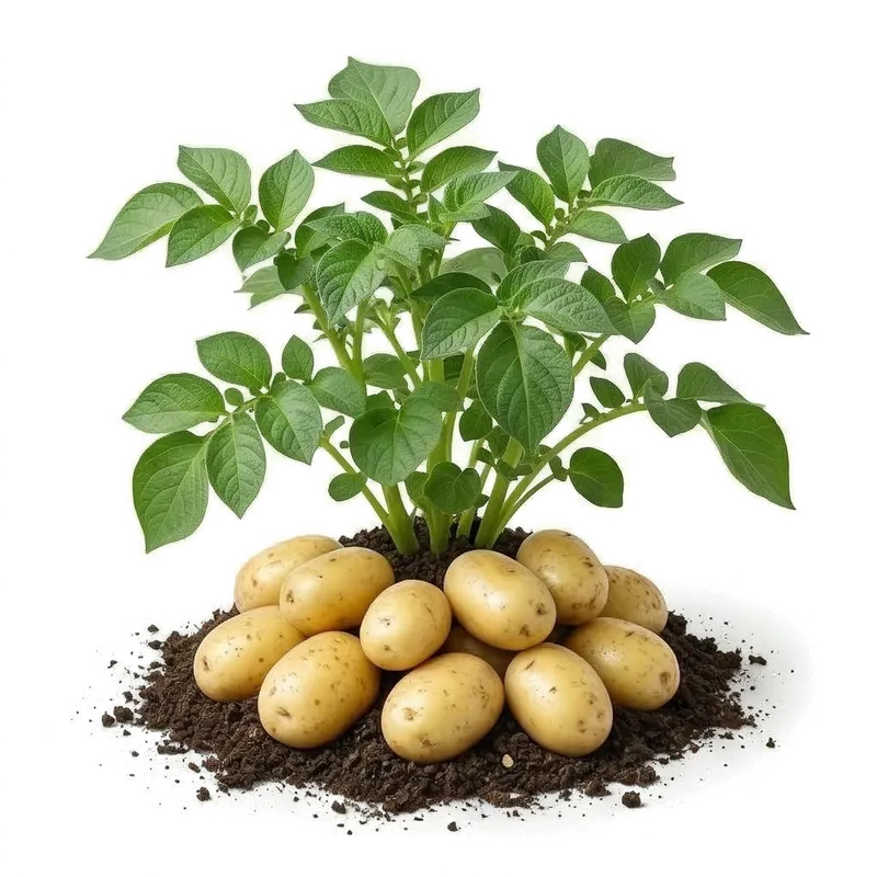 Illustration : Pomme de Terre Charlotte