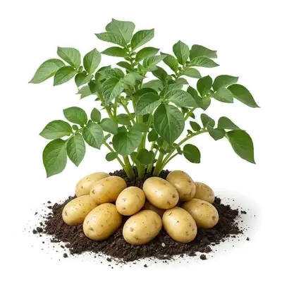 Pomme de Terre Charlotte