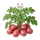 Désirée