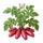 Franceline