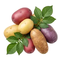 Pomme de terre