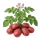 Pompadour