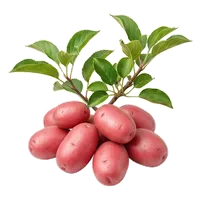 Roseval