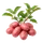 Roseval