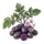 Vitelotte