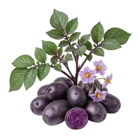 Vitelotte