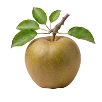 Reinette du Canada