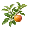 Pommier Gala