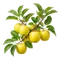 Pommier Golden