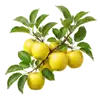 Pommier Golden