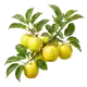 Pommier Golden