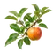 Pommier Reine des Reinettes