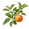 Pommier Reine des Reinettes
