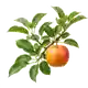 Pommier Reine des Reinettes