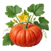 Potiron Rouge Vif d'Étampes