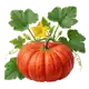 Potiron Rouge Vif d'Étampes