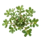 Pourpier