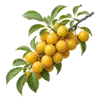 Prunier Mirabelle