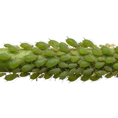 Pucerons (Noirs, Verts, Cendrés)