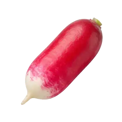 Radis Flamboyant