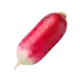 Radis Flamboyant