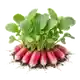 Radis de 18 Jours