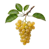 Chasselas
