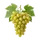 Thompson Seedless