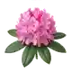 Rhododendron