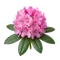 Rhododendron